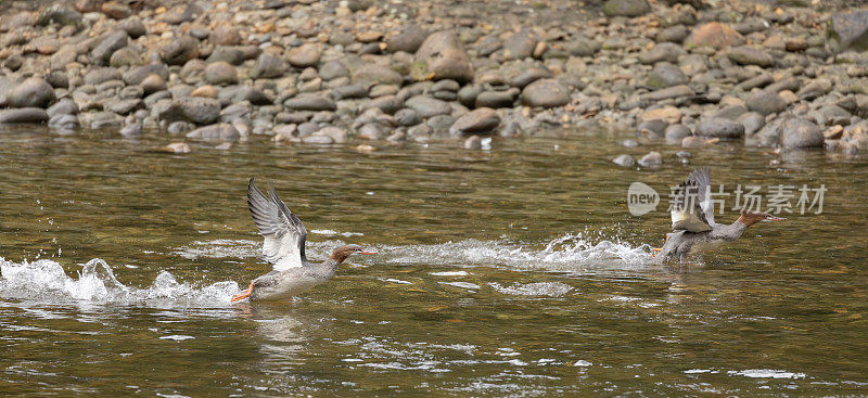 两只母秋沙鸭，又名古德山鸭，秋沙鸭，加拿大