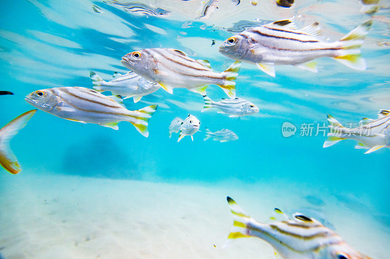 一群条纹银鱼在清澈的水中游泳的水下镜头。