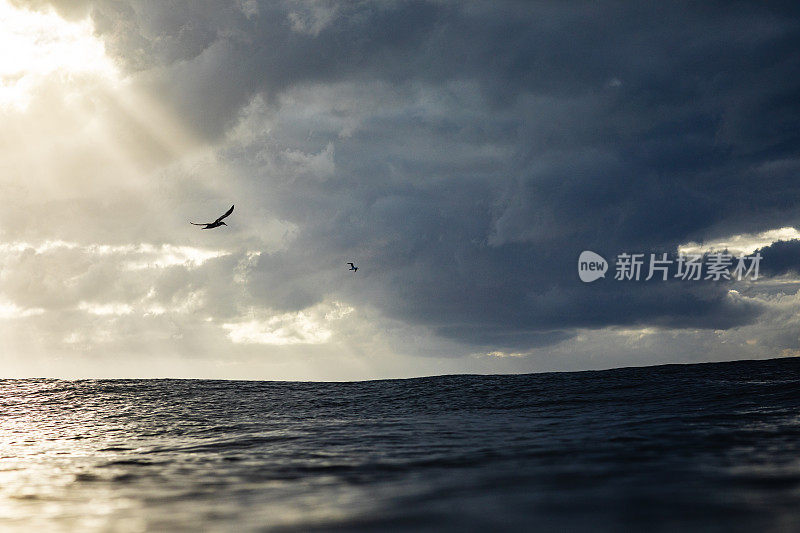日出风暴，鸟儿飞翔，戏剧性的光线反射在金黄色的海洋表面