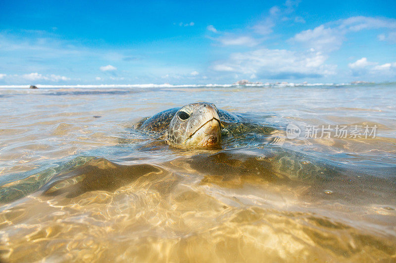 一只绿海龟在浅水区游泳。蓝色的天空是背景。