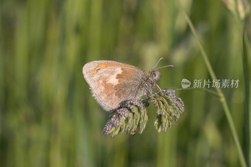 小石南蝴蝶