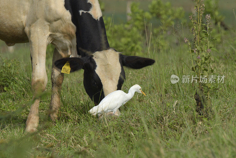 西部牛白鹭