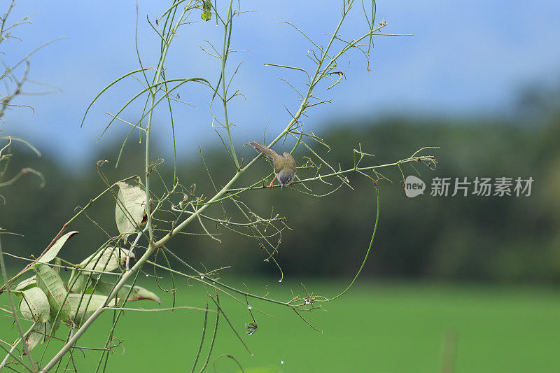 鸟儿栖息在树枝上