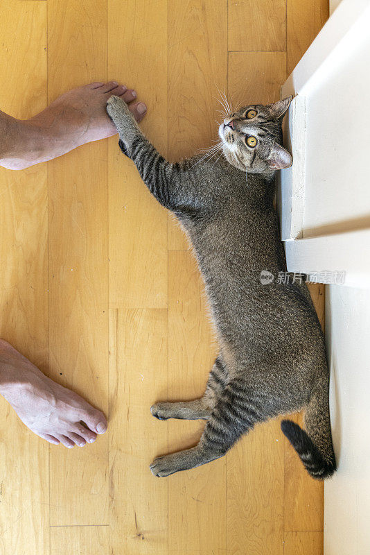 小猫躺在地板上玩着一个人的光脚，摸着一只脚。