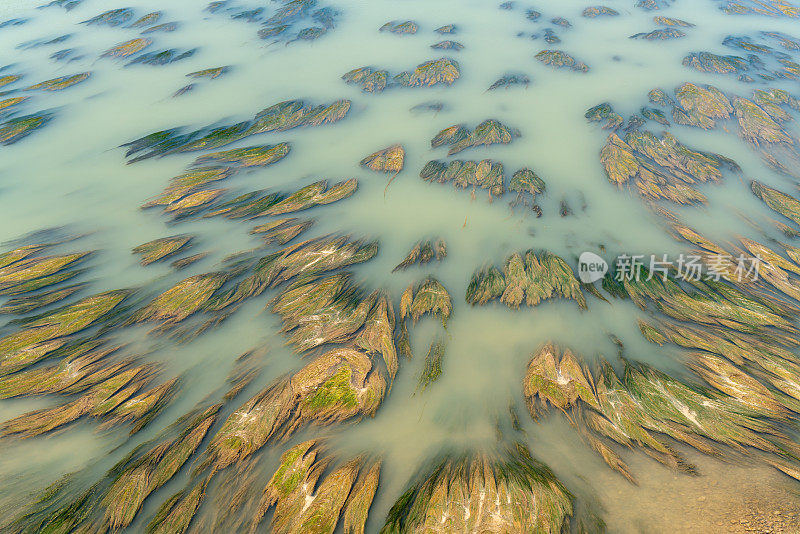 海草漂浮在河中