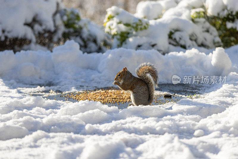 一只灰松鼠在雪地里吃东西