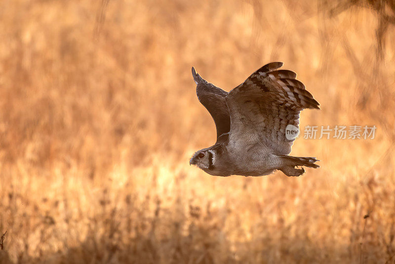 在坦桑尼亚塔兰吉雷国家公园，一只斑点鹰鸮在日出时飞行，背景很美