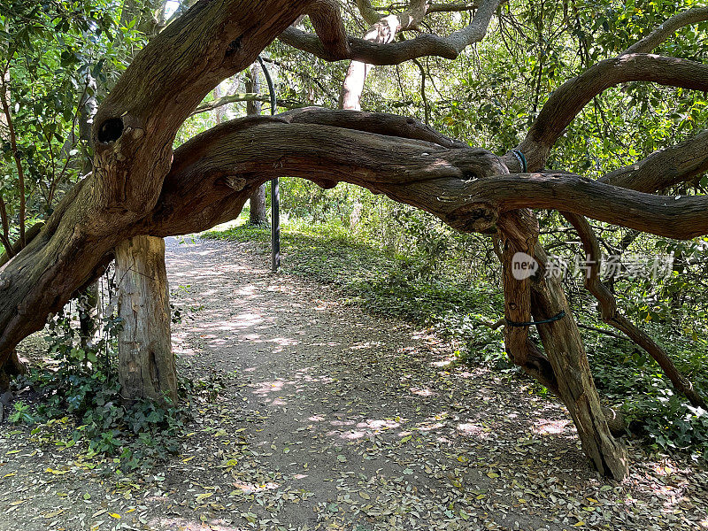 树木在树木繁茂地区的泥土轨道上弯曲的特写图像，斑驳的光影，由木制支柱支撑的树枝，聚焦于前景