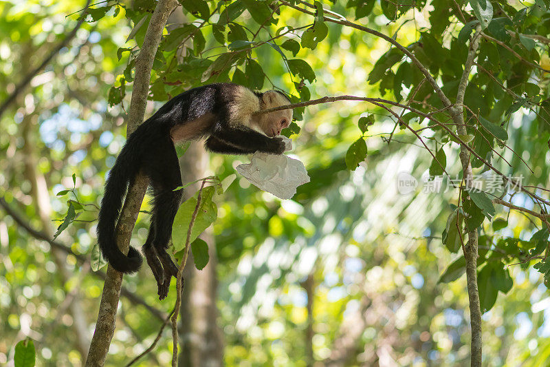 在曼努埃尔安东尼奥国家公园，白脸卷尾猴(模仿Cebus)手里拿着塑料垃圾。哥斯达黎加。野生动物。