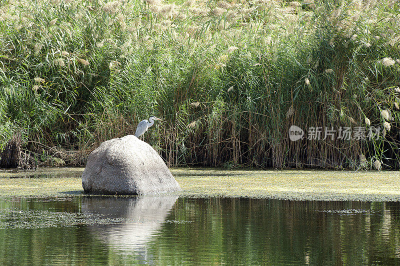 在埃及上尼罗河阿斯旺的浅岩地区，大瀑布野生动物场景中的灰苍鹭。