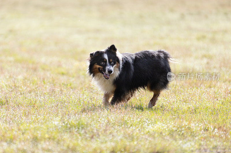 澳大利亚牧羊犬在阳光明媚的日子里奔跑在草地上