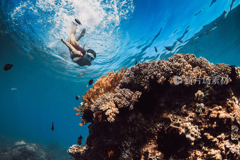 戴着面具的女子潜入热带蓝海的珊瑚中。和一个女人在夏威夷浮潜