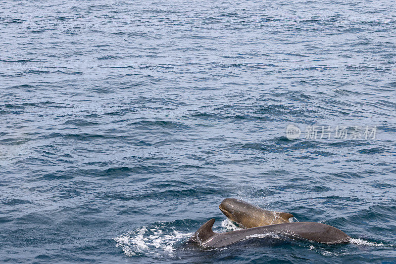 在这张照片的底部，一头母鲸和小领航鲸二人组优雅地出现在挪威海凉爽、色彩斑斓的海水中