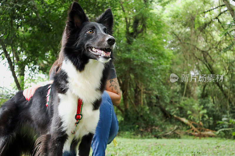 公园里的边境牧羊犬