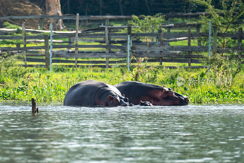 沼泽里熟睡的河马头。在肯尼亚的奈瓦沙湖上，一群河马在晒太阳