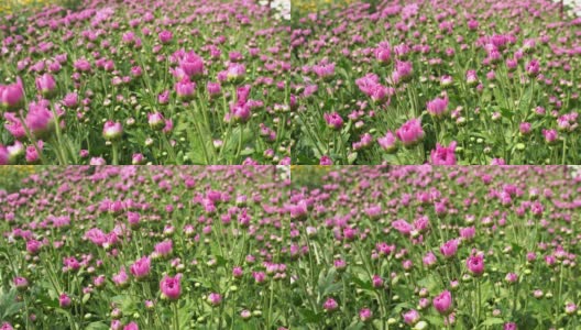 美丽的粉红色的花田在春天的季节高清在线视频素材下载