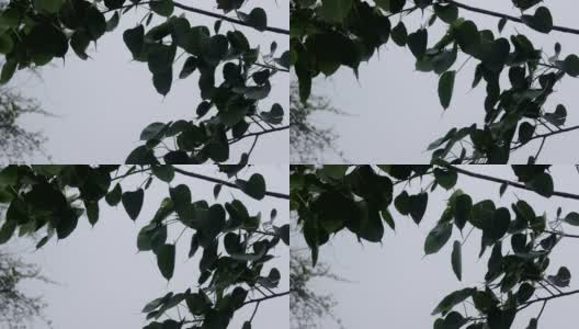 在室外的大自然中，树叶随风摇曳高清在线视频素材下载