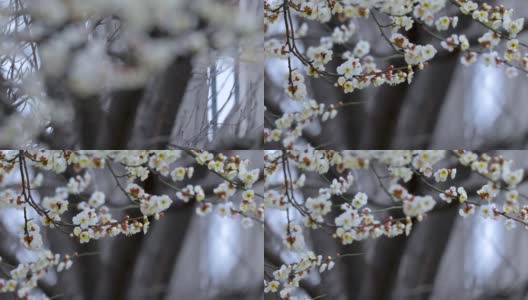 冬天，早春，梅花，开花，白梅高清在线视频素材下载