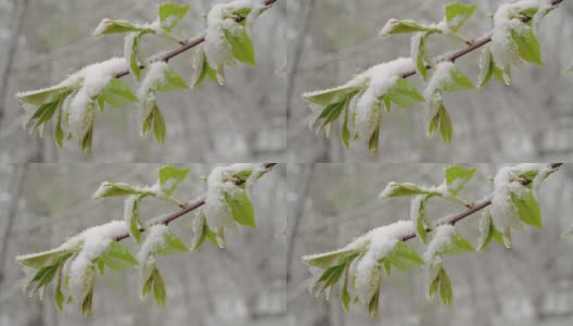 一场突如其来的春雪覆盖了所有的树木，雪覆盖了弗吉尼亚李的花朵和嫩叶高清在线视频素材下载