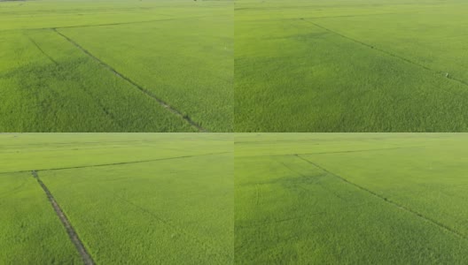 无人机在稻田拍摄。水稻4K分辨率b卷高清在线视频素材下载