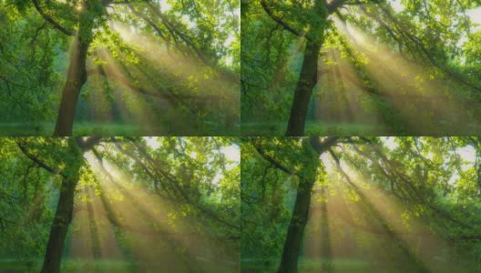 早晨的阳光从绿色的橡树枝头照射出来。绿色的森林与温暖的阳光照亮橡树。万向节高质量拍摄。夏季自然森林概念。高质量RAW拍摄高清在线视频素材下载