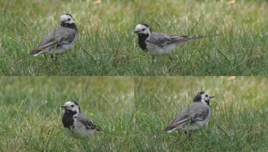 白wagtail (Motacilla alba) -沃罗涅日，俄罗斯高清在线视频素材下载