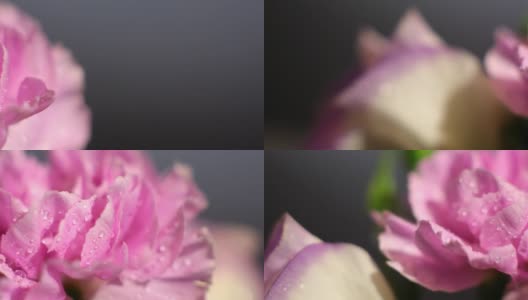 粉红色的花朵高清在线视频素材下载