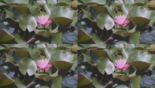 睡莲花，昭和纪念公园，日本东京高清在线视频素材下载
