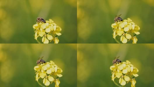 蜜蜂从芥菜花蜜中采集花蜜的慢动作。高清在线视频素材下载