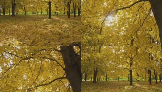 秋天阳光明媚的时候，公园里的地面上有黄色的枫树和树叶。垂直平移。高清在线视频素材下载