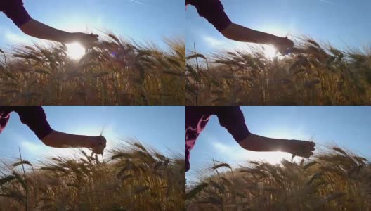 女人的手玩弄着小麦植株，生育观念高清在线视频素材下载