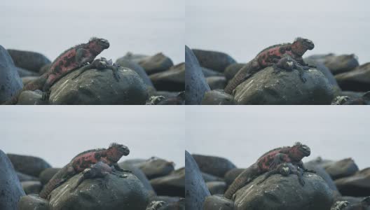 在加拉帕戈斯群岛的埃斯帕诺拉岛，两只海鬣蜥在一块岩石上高清在线视频素材下载