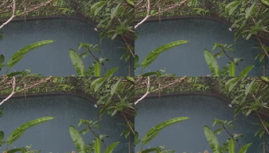 在印度尼西亚，夏日的雨水落在带有热带树木的游泳池上高清在线视频素材下载