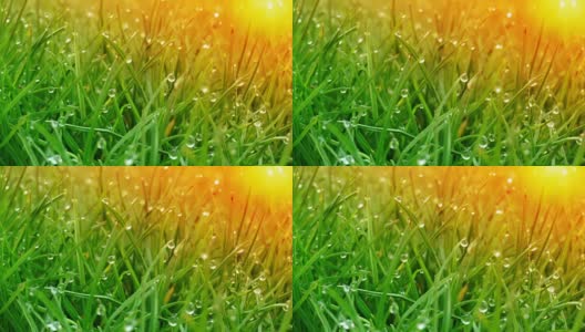 露珠在明亮的绿色草地上闪耀着太阳的光芒高清在线视频素材下载