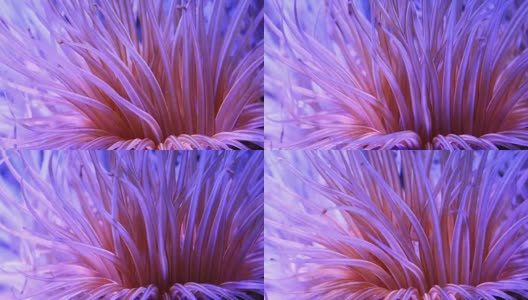 热带海底的珊瑚高清在线视频素材下载