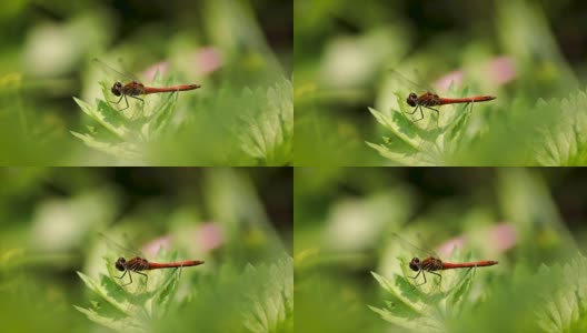 蜻蜓在花上的特写慢镜头高清在线视频素材下载