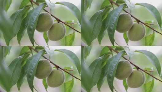 翠绿的桃子在新鲜的树叶之间的树枝上高清在线视频素材下载