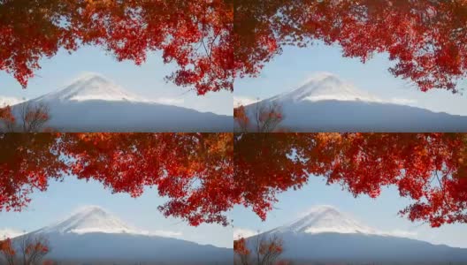 红红的枫叶在富士山和晴朗的天空中移动高清在线视频素材下载