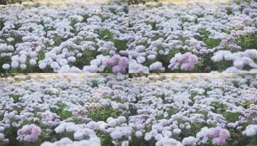 多莉拍摄自然界的菊花花坛高清在线视频素材下载