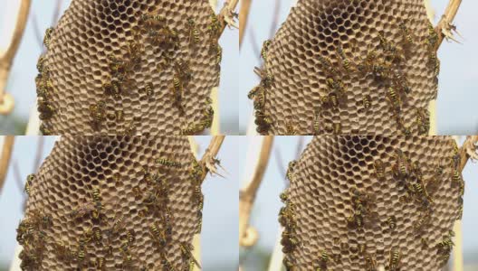 黄蜂在干燥的蓟上筑巢，幼虫在细胞内高清在线视频素材下载