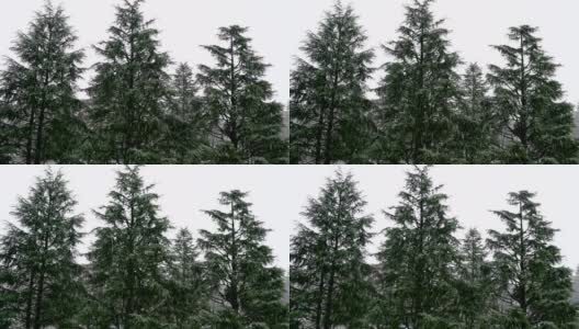 自然的雪落在常青树的背景。大的雪花。在冬天降雪。冬天的第一场雪。树没有被雪覆盖。4 k高清在线视频素材下载
