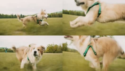 可爱的小狗在草丛中沿着摄像机奔跑高清在线视频素材下载