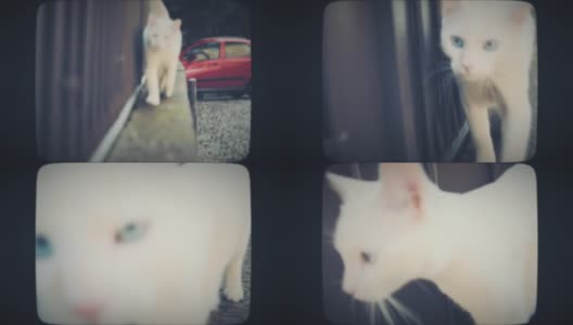 一只白猫朝摄像机走来高清在线视频素材下载