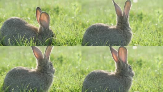 灰色的兔子在绿色的草地上，美丽可爱的兔子在绿色的夏季草地上。高清在线视频素材下载