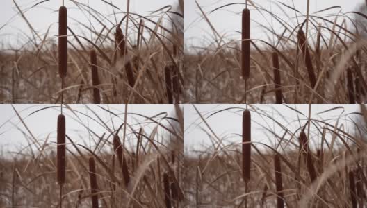 野外景观与生长芦苇和草在冬季时间的特写和慢速高清在线视频素材下载