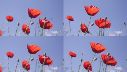 蓝色的天空在罂粟花(Papaver rhoeas)花慢动作全高清镜头高清在线视频素材下载