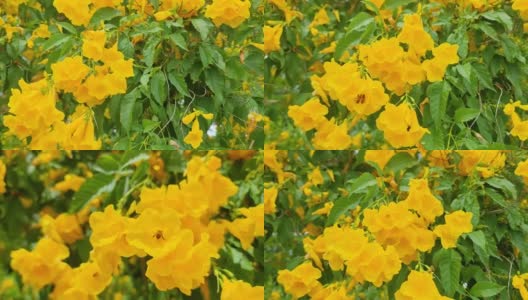 黄花和蜂虫飞来飞去。近距离观看与绿色树叶树花卉背景。在泰国拍摄4K视频高清在线视频素材下载