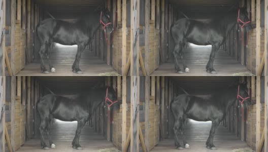一匹拴着红缰绳的黑马站在马厩里。高清在线视频素材下载