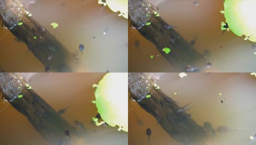 小蝌蚪在大罐子里，它们在乡下的水下游泳高清在线视频素材下载