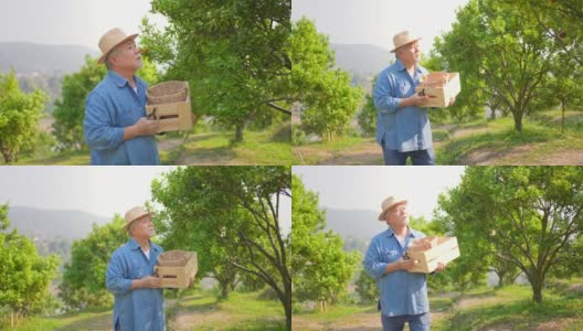 4K快乐的亚洲老年农民看着成熟的有机橙子在橘子园的木箱里高清在线视频素材下载
